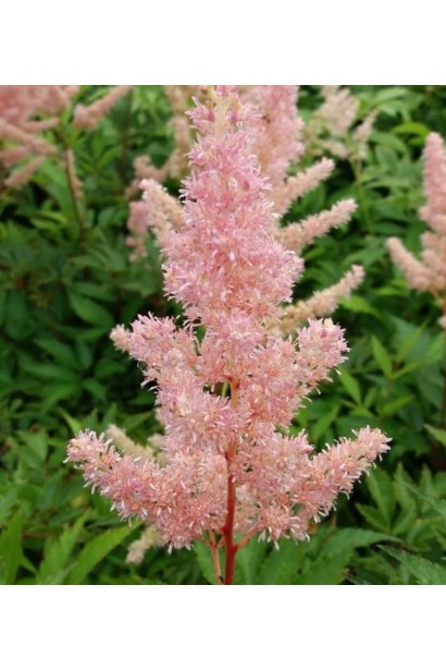 Astilbe Japonica Europa